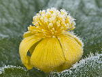 Caltha Palustris